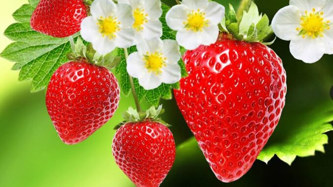 Recently discovered remarkable health benefits of strawberries, ensuring overall health vitality.